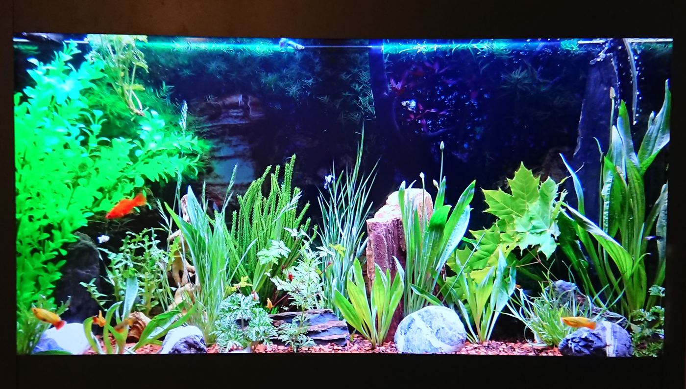Aquarium planté diffusé sur un Aquamovie